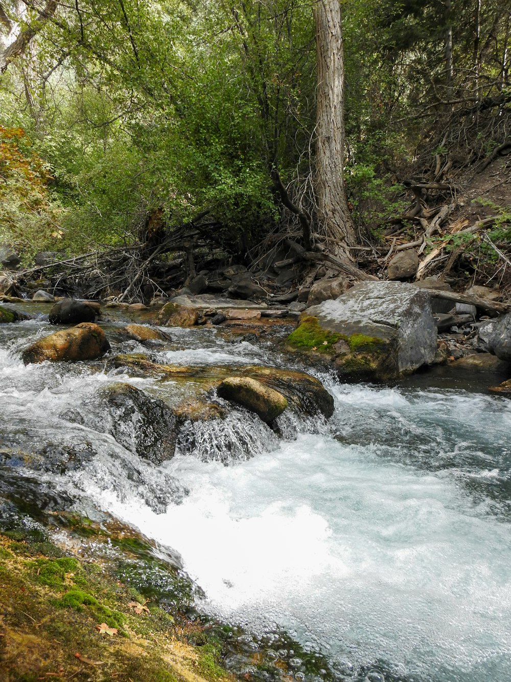 a river with rocks and trees