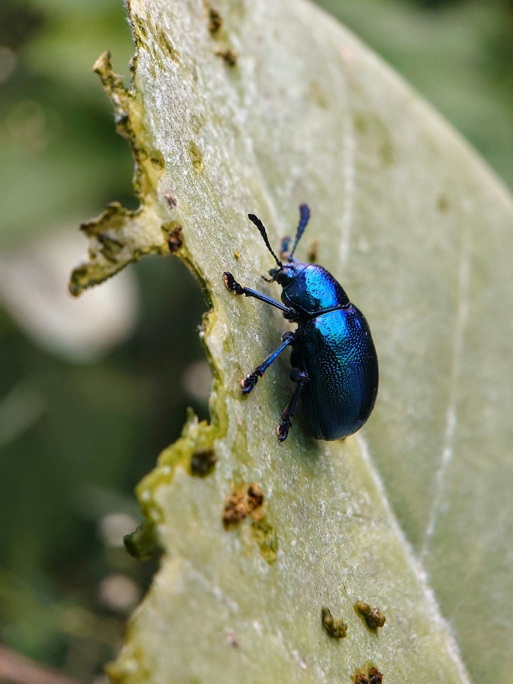 a blue beetle on a white flower