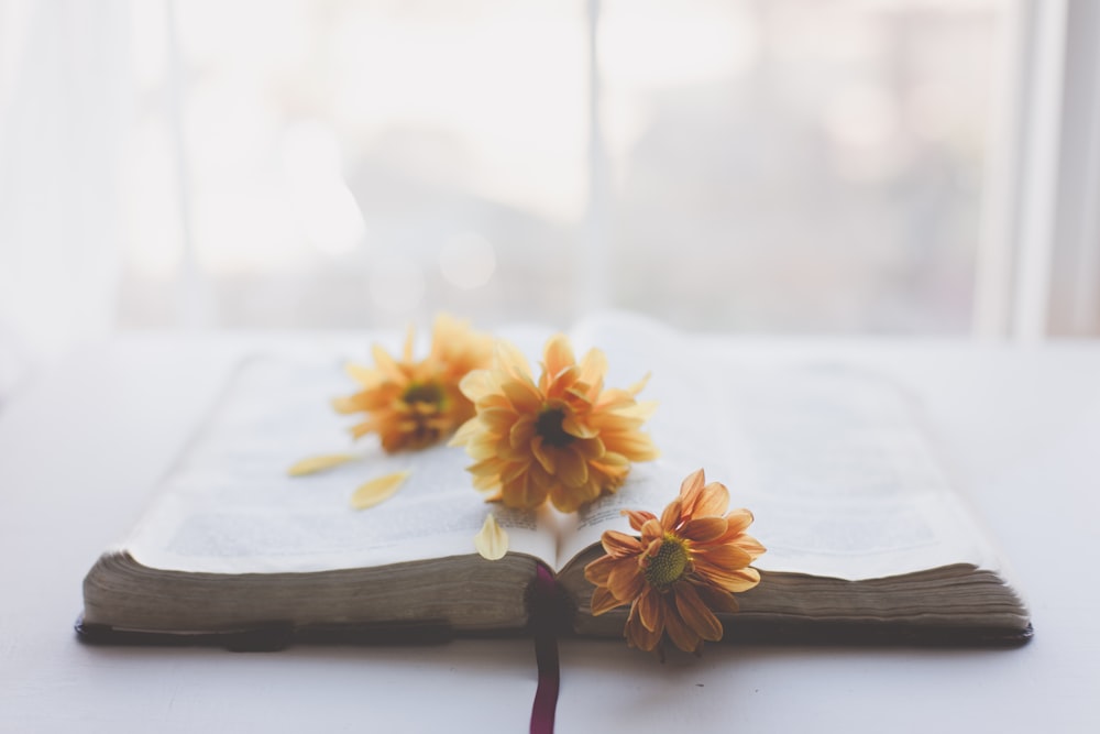 a pair of yellow flowers on a book