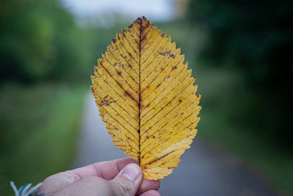 a hand holding a leaf