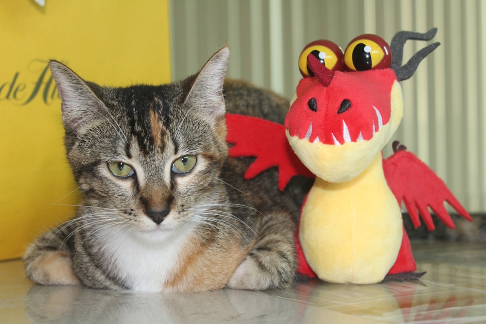 a cat lying next to a stuffed toy