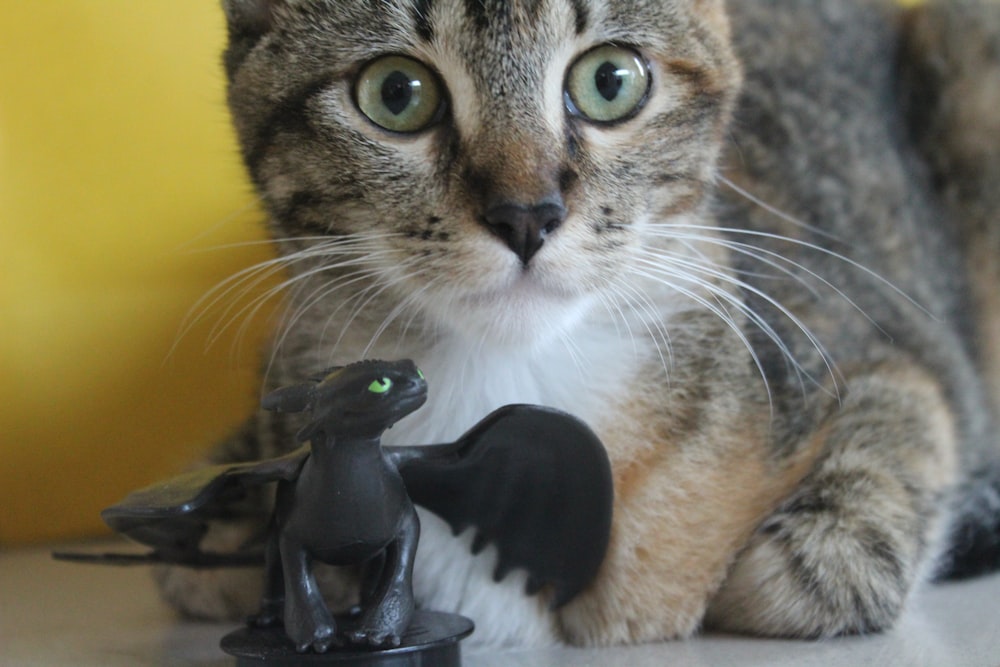 un gatto con un giocattolo