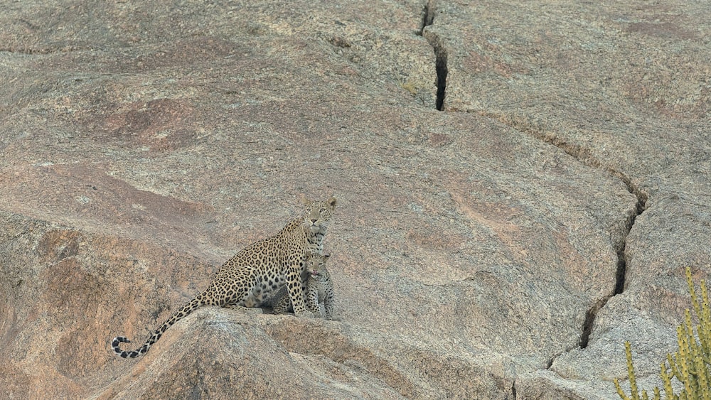 a leopard sitting on a rock