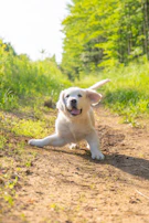 A playful puppy in a bright orange hoodie, running in a green park.