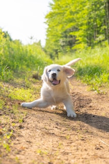 A playful puppy running through a sunlit park.