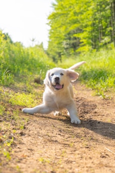 A fluffy golden retriever puppy playfully chasing a colorful ball in a sunlit garden.