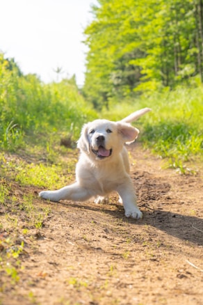 A playful golden retriever puppy is running energetically down a dirt path surrounded by lush green foliage. The sunlight illuminates the scene, highlighting the puppy's fluffy fur and joyful expression.