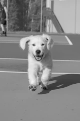 A playful puppy wearing a bright t-shirt with fun prints, running joyfully in a park.