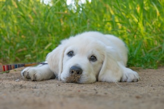 a puppy lying on the ground