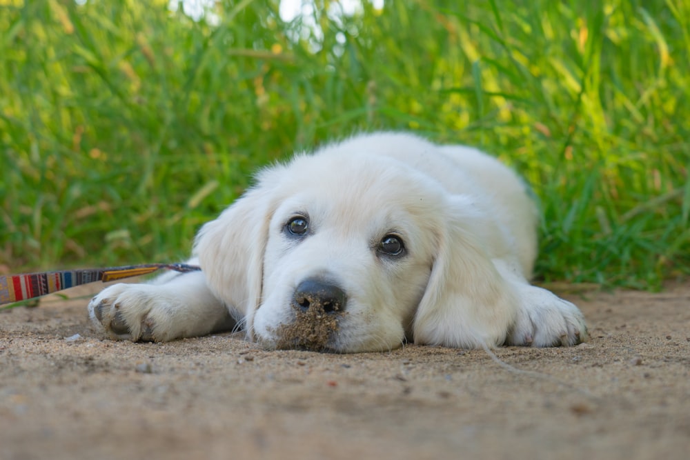 a puppy lying on the ground