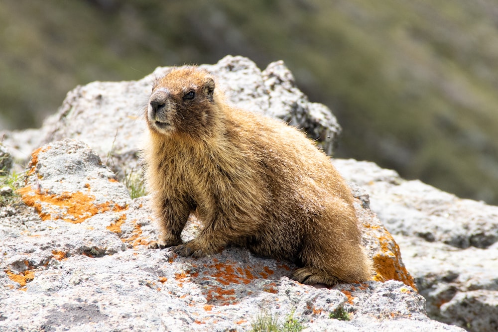 a small animal on a rock