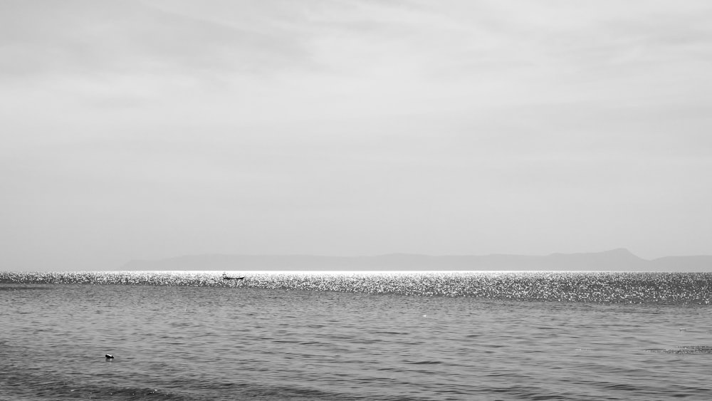 a body of water with a group of birds on it