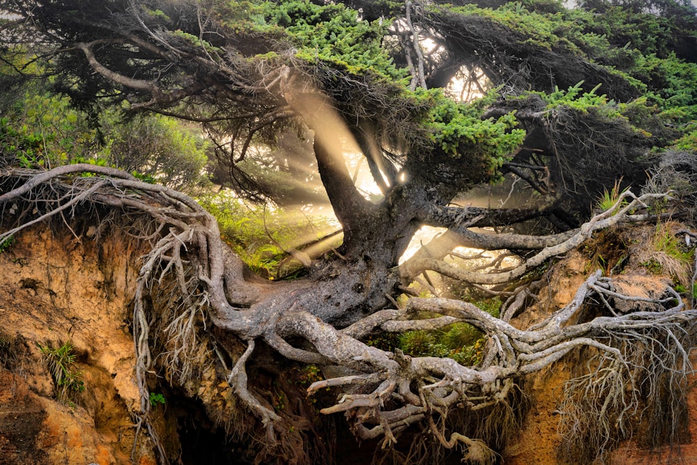 a tree with many branches