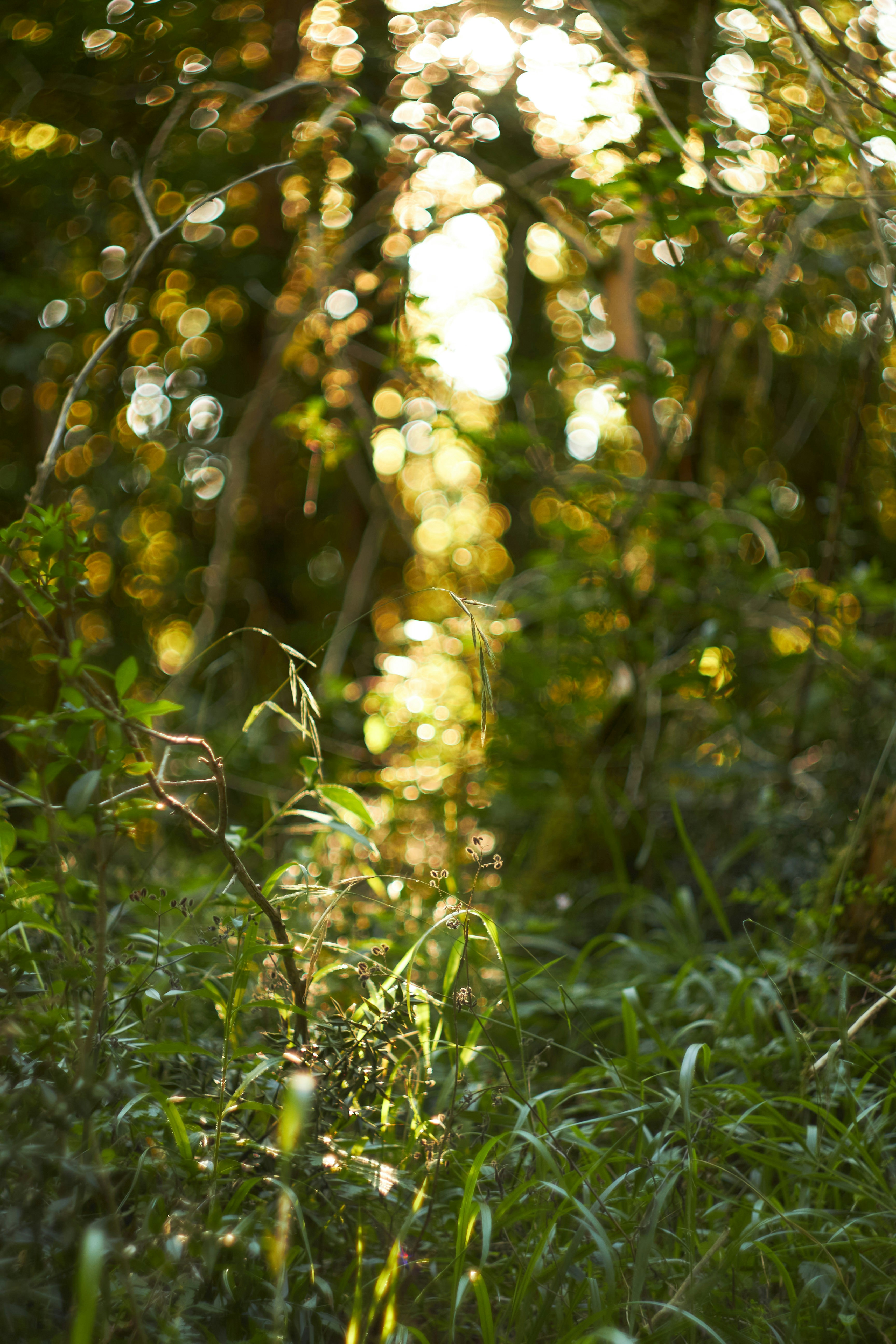 Warm golden sunlight streaming through lush garden trees, soft bokeh green background, atmospheric depth