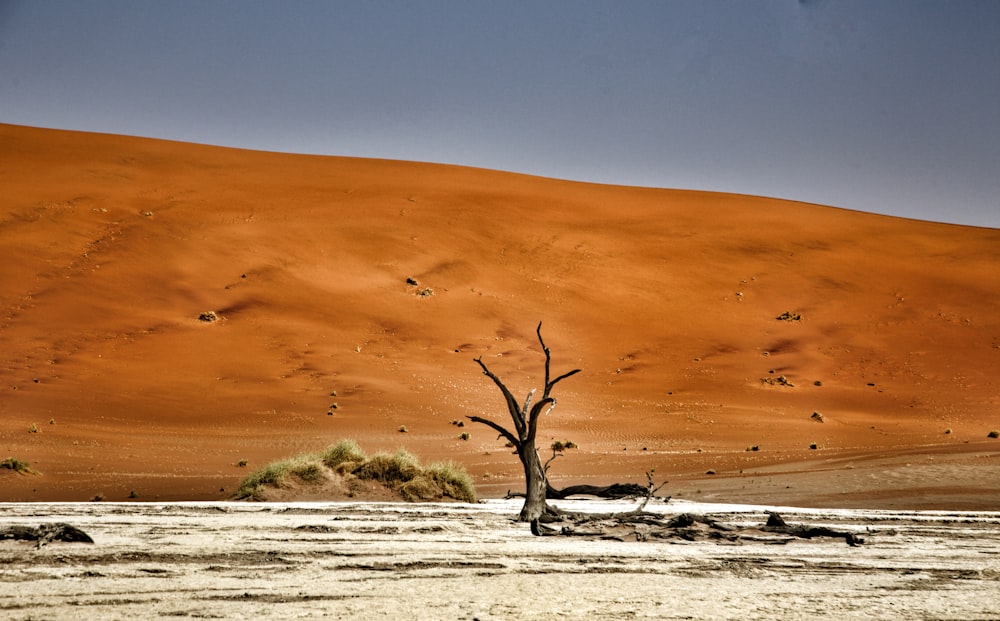 a tree in a desert