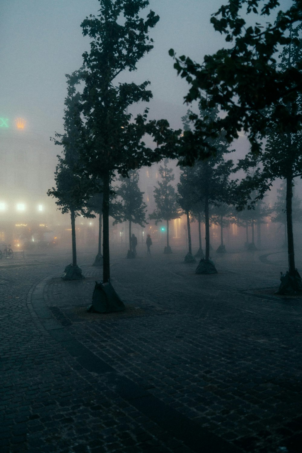 a group of trees in a foggy park