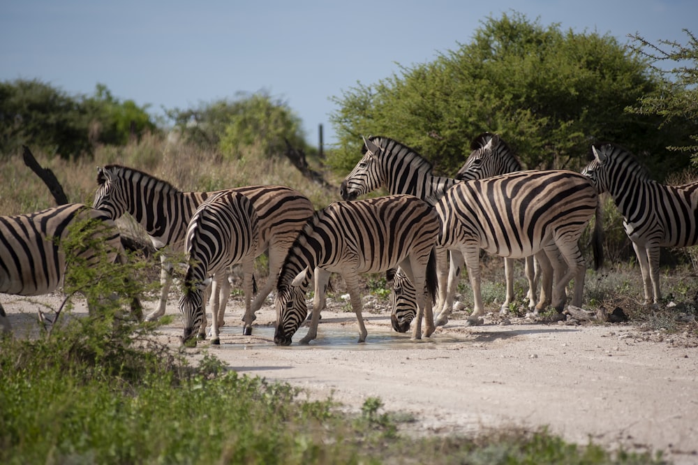 a group of zebras grazing
