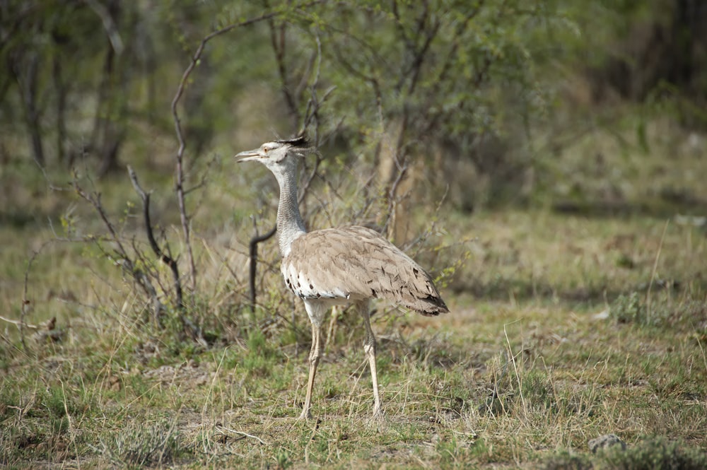 a bird standing in a grassy area