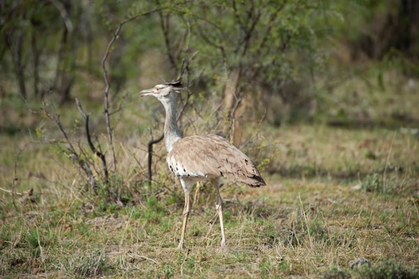 Cheers for everyone but the bustard