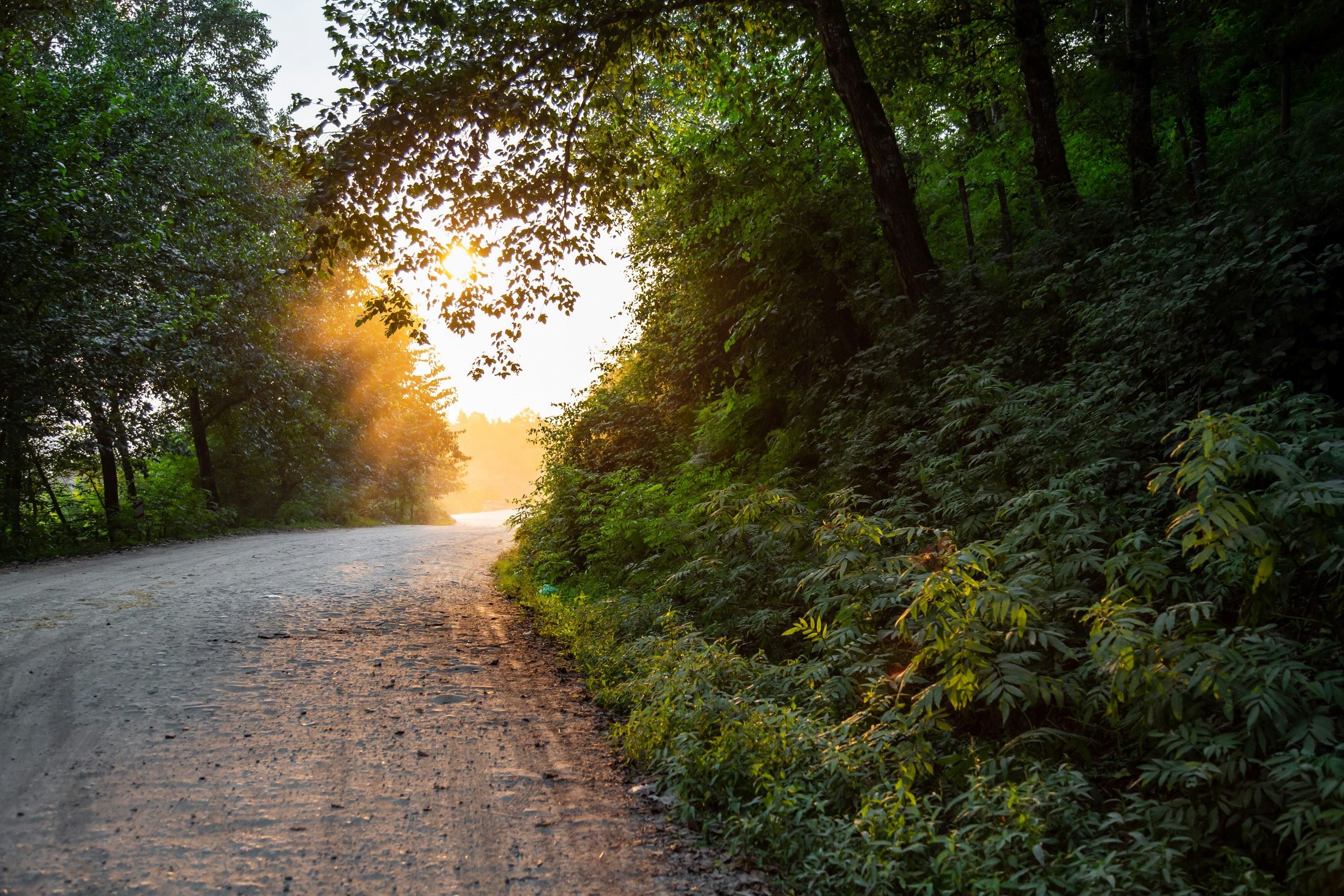 Sunlit Forest Path