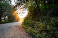 A serene outdoor scene with sunlight filtering through tall trees onto a quiet path.
