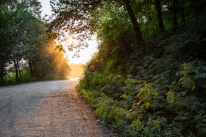 A serene morning scene with soft sunlight filtering through tall trees onto a quiet forest path.