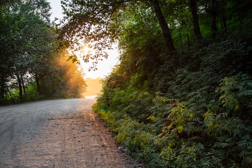 A serene landscape featuring a peaceful forest path with sunlight filtering through the trees.