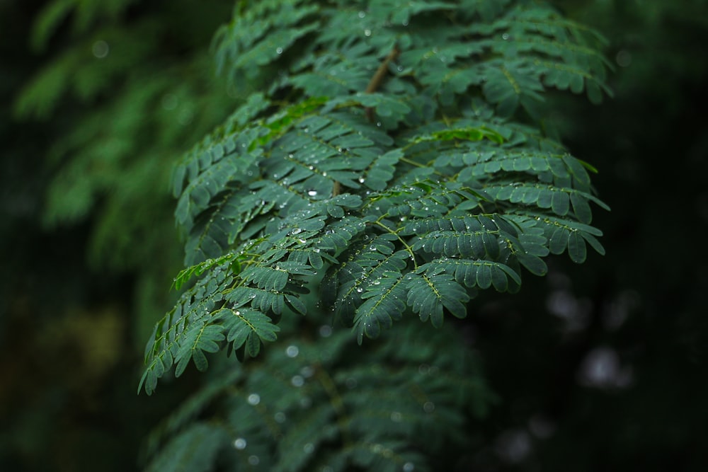 a close-up of some leaves