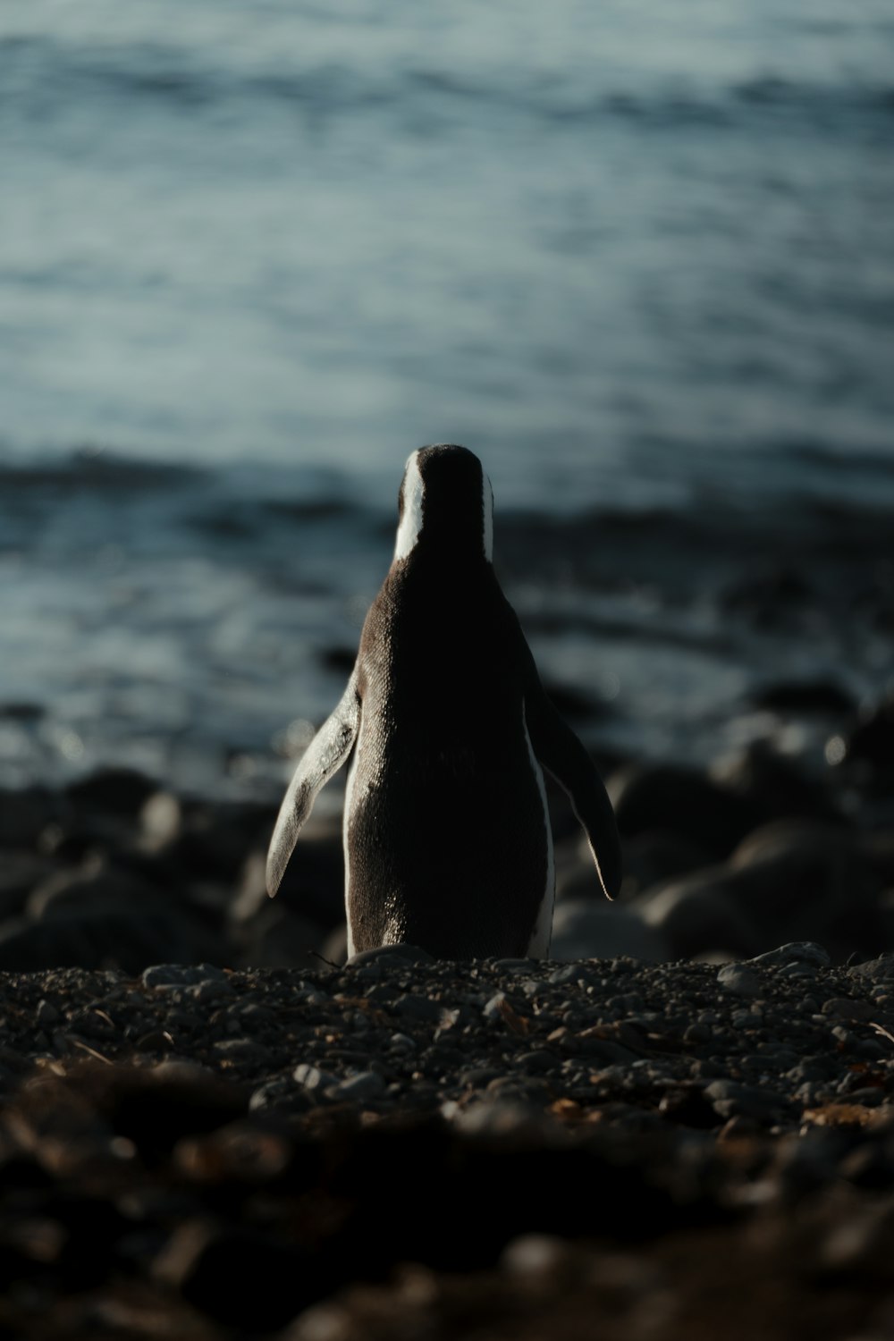 a penguin standing on a rocky beach