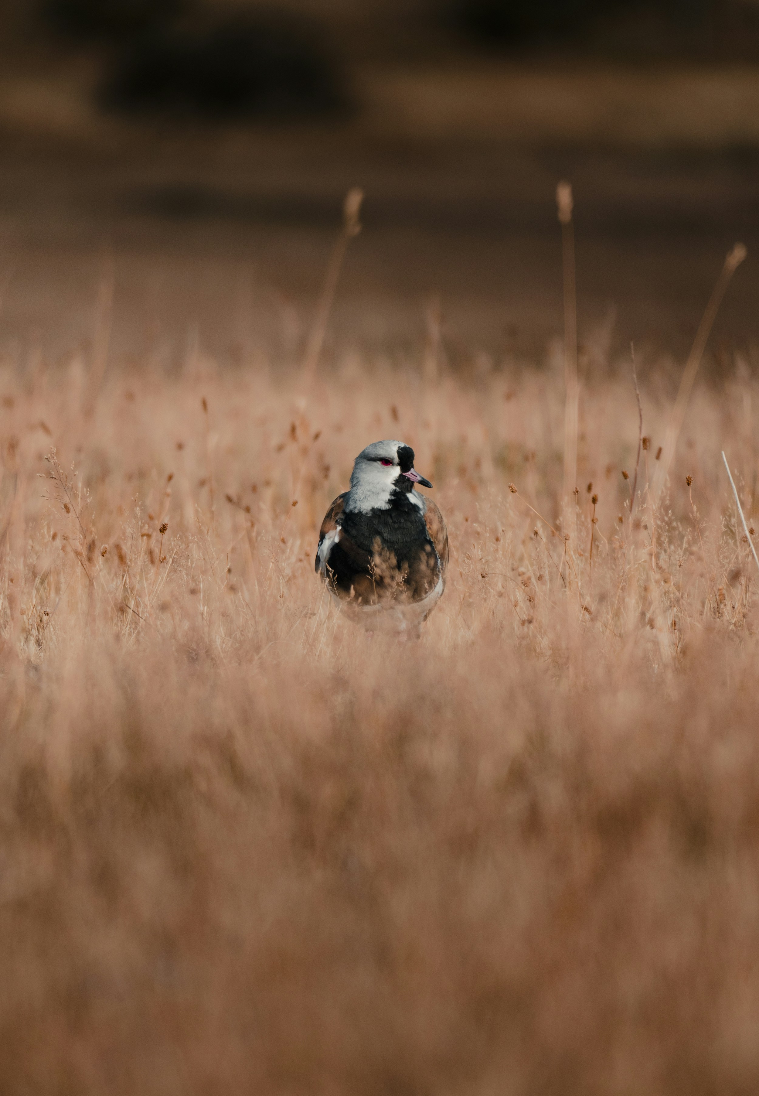 Photo by michielannaert