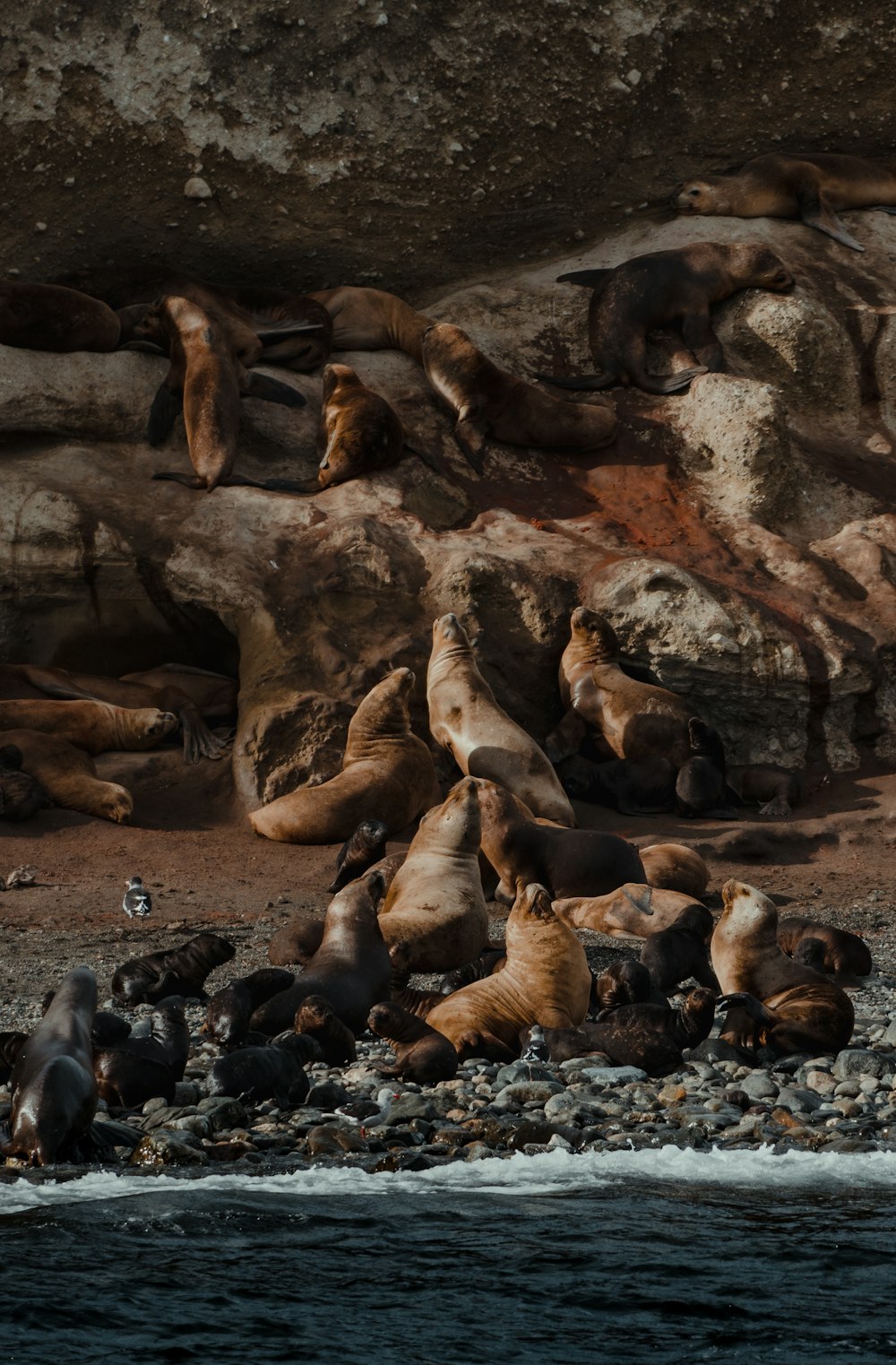 a group of seals on a rocky beach