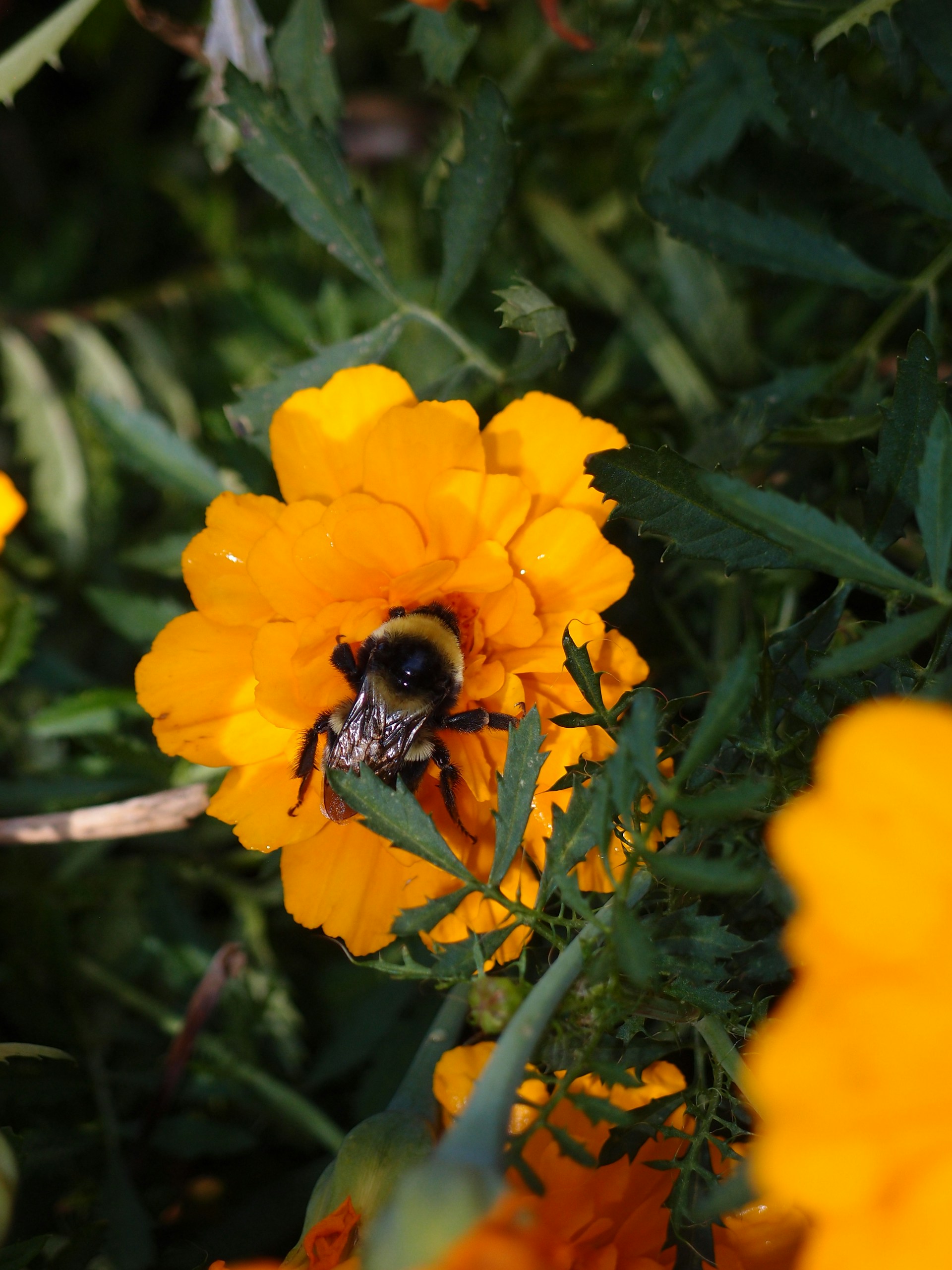 A honeybee perched delicately on a bright orange marigold, with dew drops sparkling on its wings in the morning light.