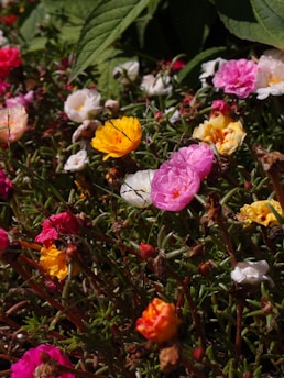 A vibrant flower bed with a mix of colorful blooms and lush greenery.