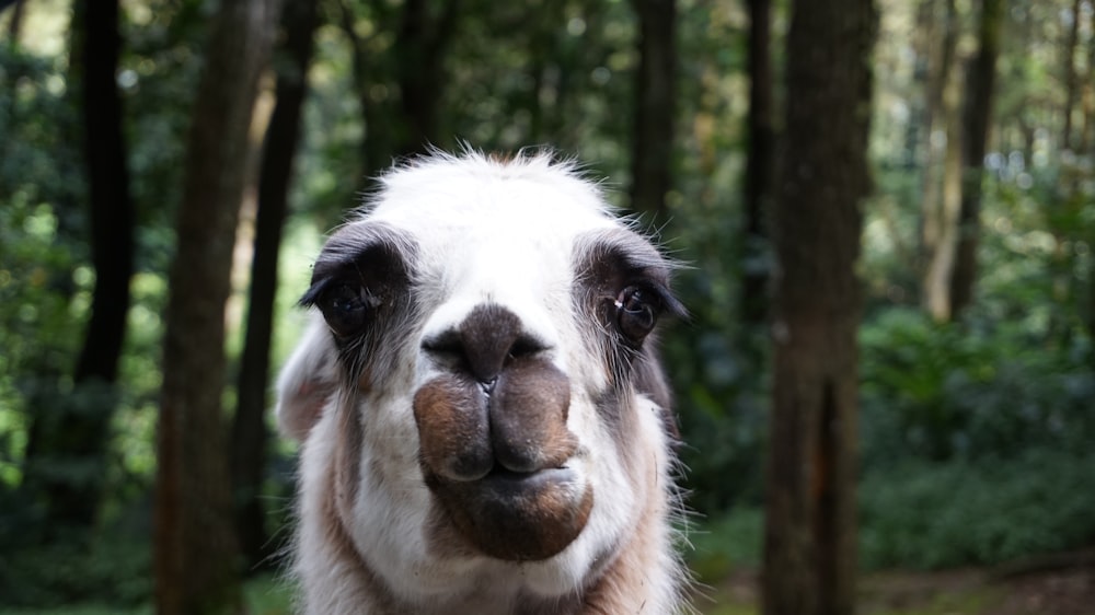 a close up of a cow