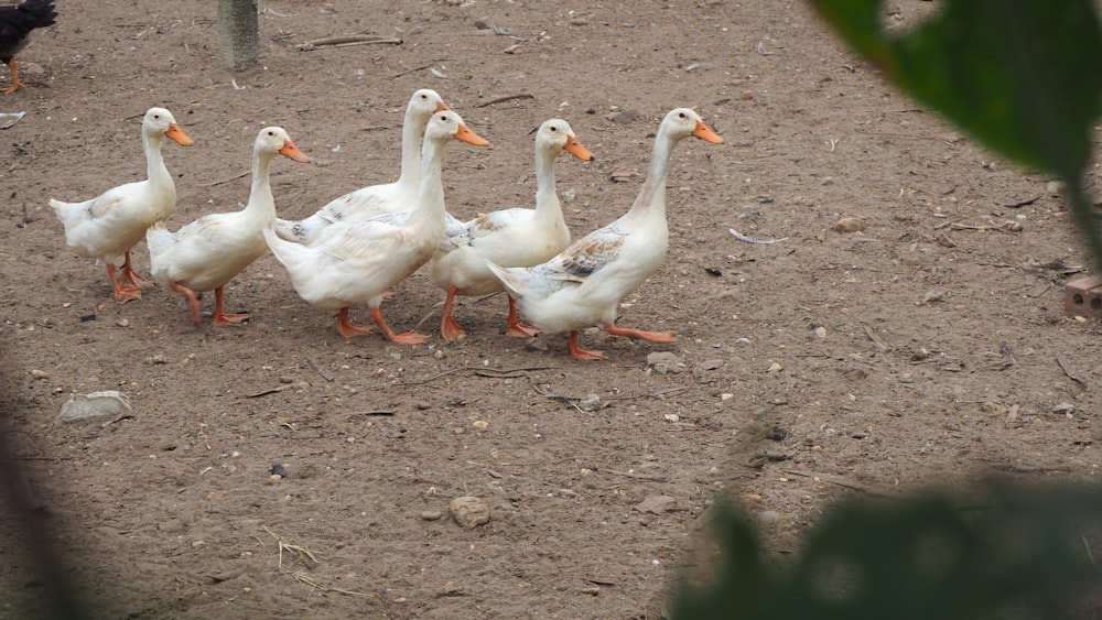 a group of white ducks