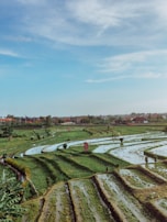A picturesque view of lush green rice terraces under a clear sky.