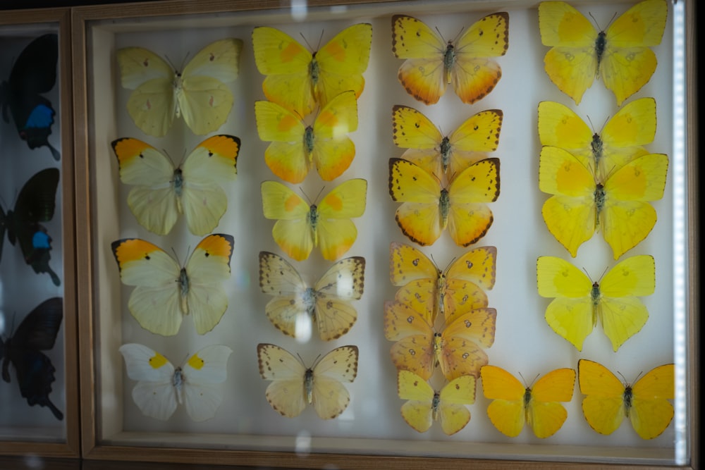 a group of butterflies on a wall