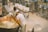 Two people are working together in a cheese-making facility, handling a large copper vat filled with curd. They are wearing white uniforms for hygiene. The machinery and vessels around them suggest an industrial setting. Various metal containers and equipment are visible in the background.