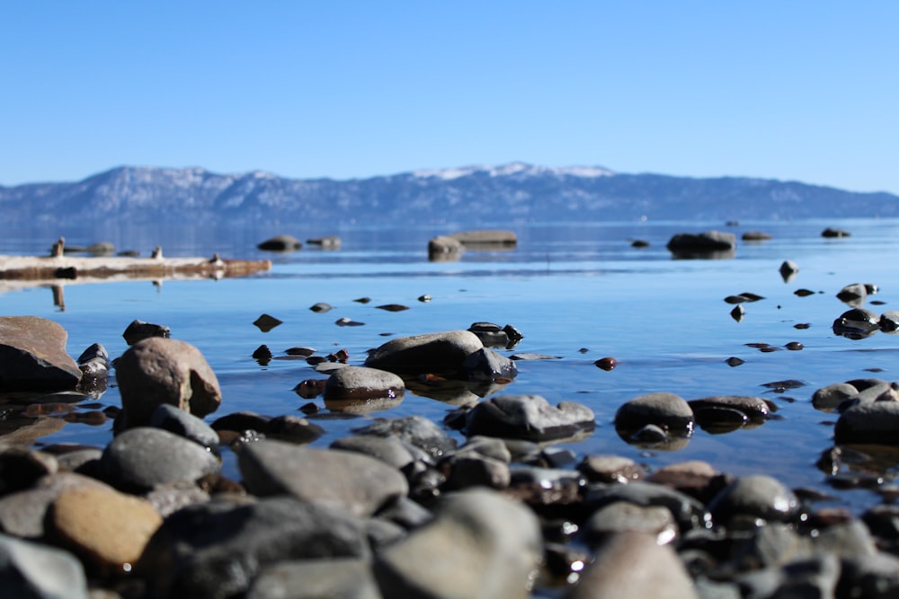 a group of seals on a rocky beach