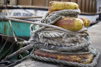 a snake on a tree branch