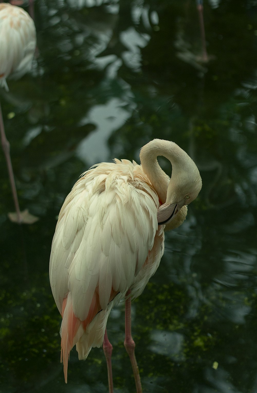 a bird with a long neck