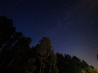 A calm forest path at twilight with stars beginning to appear above.