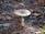A single mushroom grows in a forested area surrounded by pine needles, twigs, and leaves. The mushroom has a light brown cap with small white spots and a slender stem.