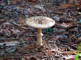 A single mushroom grows in a forested area surrounded by pine needles, twigs, and leaves. The mushroom has a light brown cap with small white spots and a slender stem.