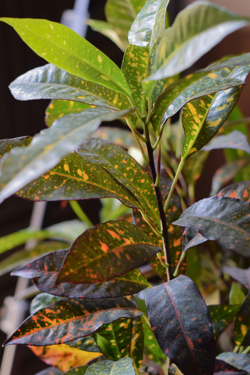 Croton Petra