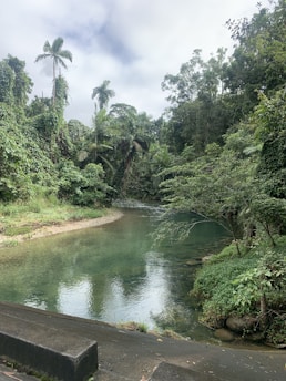 A serene, lush green landscape with a calm river flowing through dense tropical foliage. Palm trees and various types of vegetation create a vibrant canopy above, while the water reflects the greenery and sky. The scene is tranquil and untouched by urban development.
