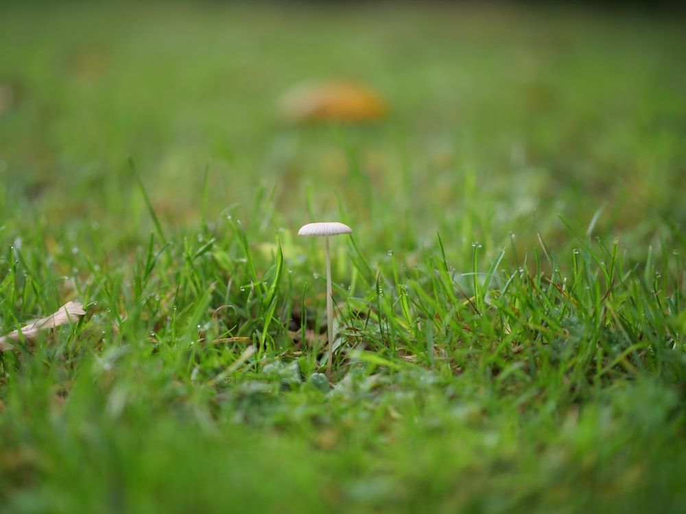 a close up of a mushroom