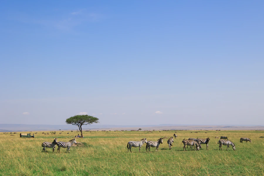 Zebras grazing on open savanna grassland stretching to a distant horizon