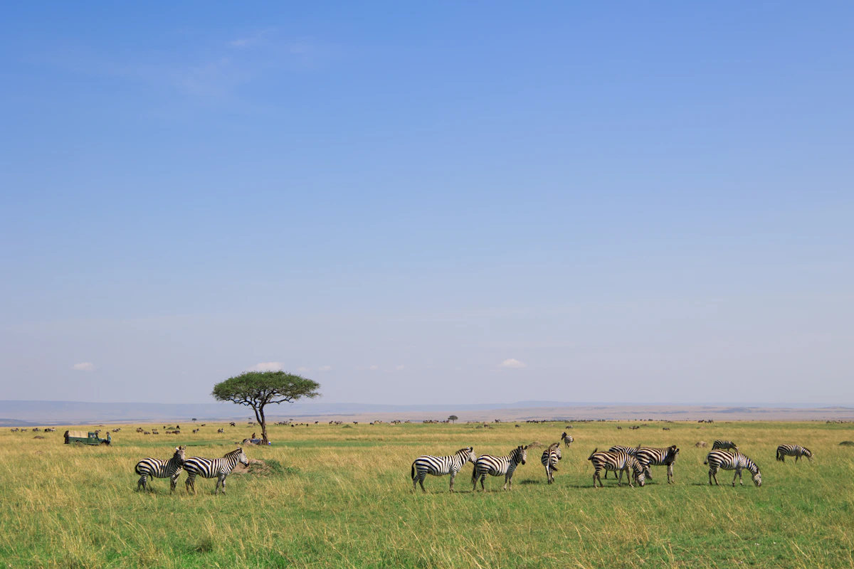 Zebra Herd