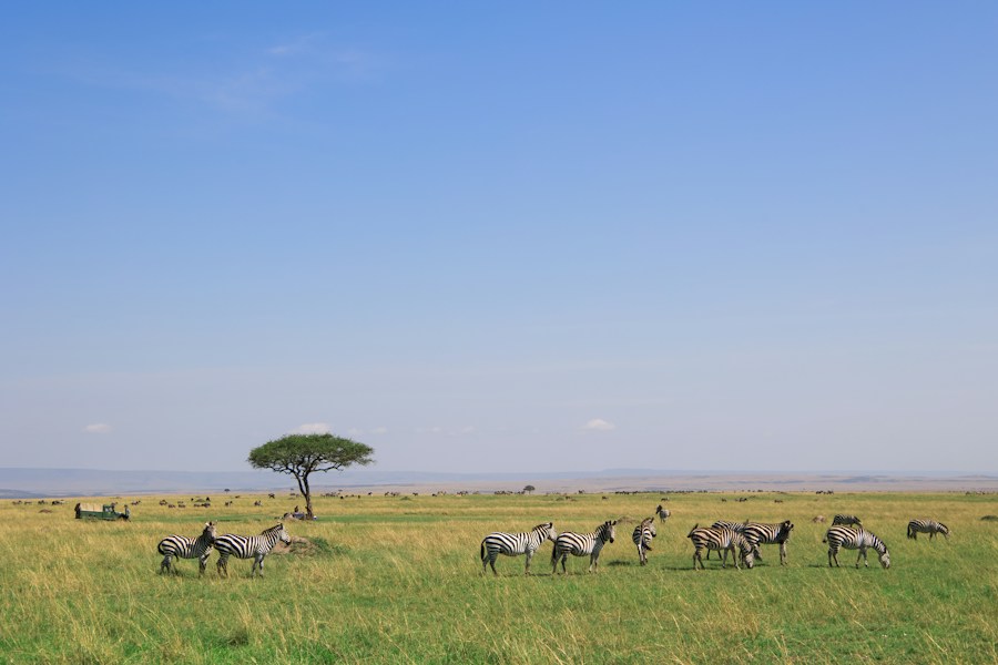 Amboseli National Park: Kenya's Window to Kilimanjaro